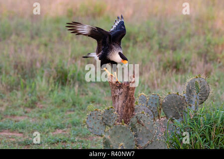 Crested Caracara cheriway Caracaras (adultes) landing Banque D'Images