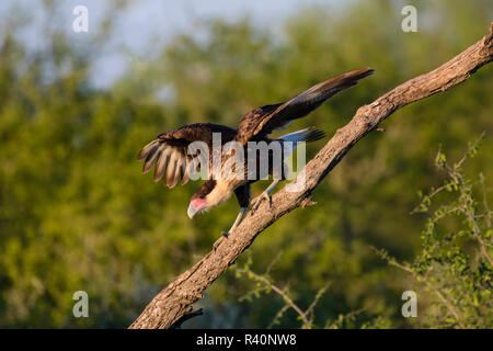 Crested Caracara cheriway Caracaras (juvénile) décollage de perchaude Banque D'Images