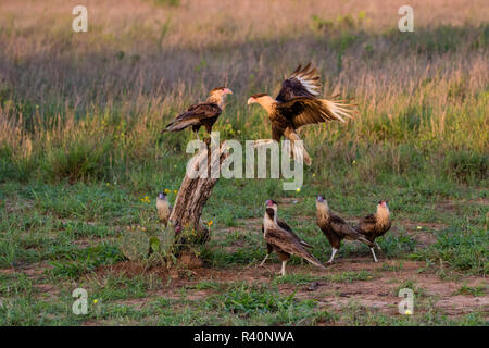 Crested Caracara cheriway Caracaras (juvéniles) landing Banque D'Images