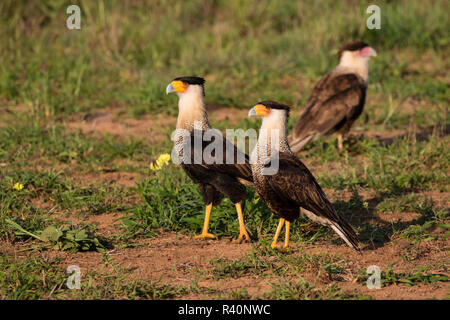 Crested Caracara cheriway Caracaras (paire) Banque D'Images