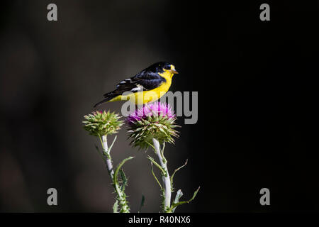 Spinus psaltria Lesser Goldfinch (mâle) perché sur thistle bloom. Banque D'Images