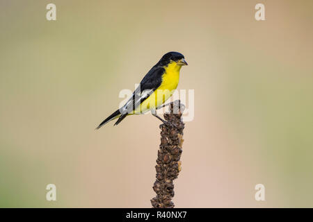 Spinus psaltria Lesser Goldfinch (mâle) perché sur Mullen Banque D'Images