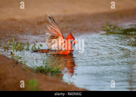 Cardinal rouge (Cardinalis cardinalis) mâle echelle Banque D'Images