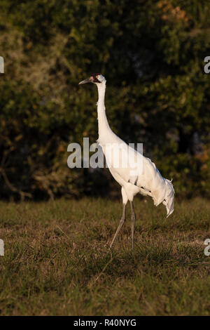 Grue blanche (Grus americana) dans les habitats d'alimentation Banque D'Images