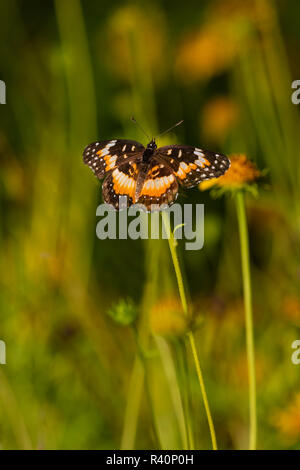 Bordé Patch (Chlosyne lacinia) perché sur papillon fleur. Banque D'Images