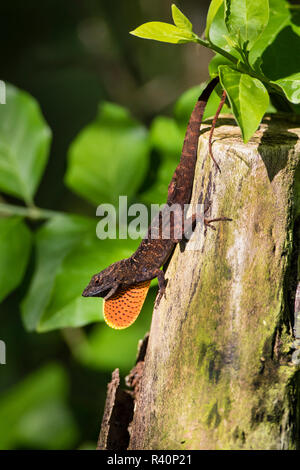 Cuban Brown Anole (Anolis sagrei) affichage de fanon Banque D'Images