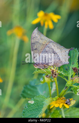 Goatweed Leafwing (Anaea andria), Papillon se nourrir dans le jardin de fleurs Banque D'Images