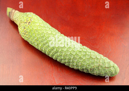 Un long Monstera deliciosa le mûrissement des fruits Banque D'Images