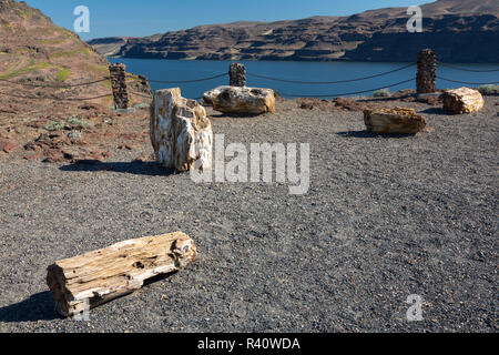 L'État de Washington, Vantage, le Ginkgo Petrified Forest State Park, segments de l'arbre pétrifié, Columbia River en arrière-plan Banque D'Images