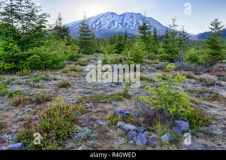 L'État de Washington, Mont Saint Helens Monument Volcanique National, des fleurs sauvages et sur la montagne, vue depuis le sud Banque D'Images