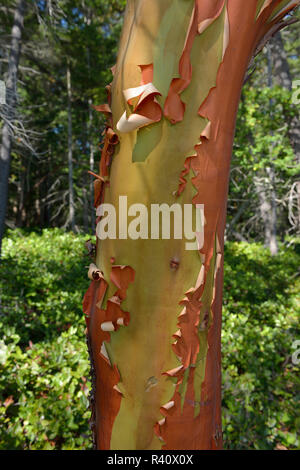 USA, l'État de Washington. San Juan Islands, Île de Jones. Madrona tronc d'arbre avec de l'écorce de déroulage Banque D'Images