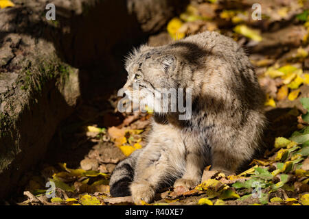 Beau chat sauvage, le chat de Pallas, Otocolobus manul Banque D'Images