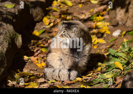 Beau chat sauvage, le chat de Pallas, Otocolobus manul Banque D'Images