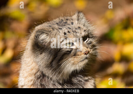 Beau chat sauvage, le chat de Pallas, Otocolobus manul Banque D'Images