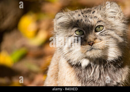 Beau chat sauvage, le chat de Pallas, Otocolobus manul Banque D'Images