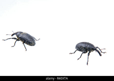 Deux insectes noirs sur fond blanc Banque D'Images