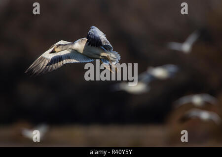 Oie des neiges (Chen caerulescens) blue morph Banque D'Images