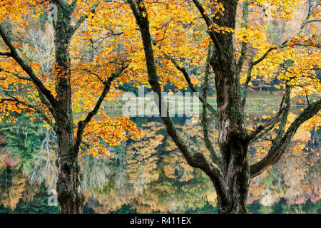 USA, North Carolina, Blue Ridge Parkway. Moses H. Cone Memorial Park, réflexions d'automne Bass Lake Banque D'Images