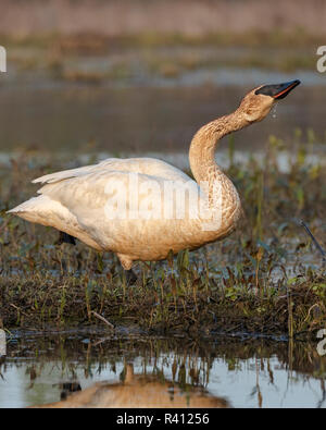 Le Cygne de l'eau potable, à partir de la tache rouge montrant le fer dans l'eau, Cygnus buccinator, Ottawa National Wildlife Refuge, Oregon, Ohio (MR) Banque D'Images