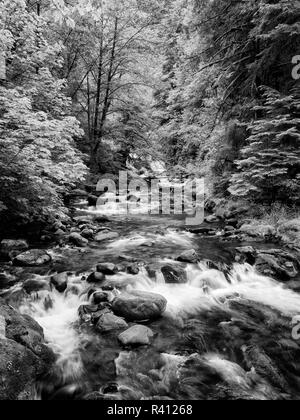 USA, Ohio, forêt nationale de Siuslaw. Sweet Creek Banque D'Images