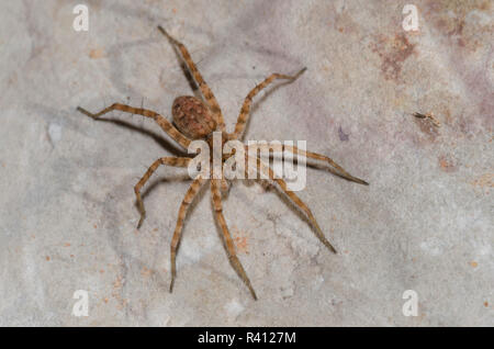 Thinlegged Wolf Spider, Pardosa sp. Banque D'Images