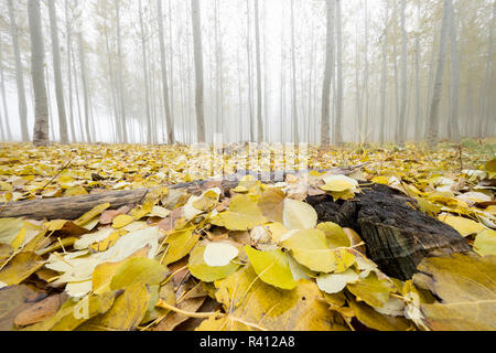 USA, New York, Morrow Comté. Les peupliers au Boardman Tree Farm. Banque D'Images