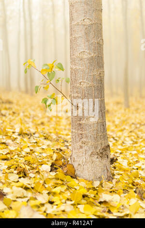 USA, New York, Morrow Comté. Les peupliers au Boardman Tree Farm. Banque D'Images