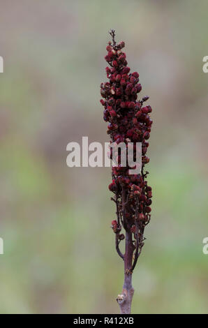 Sumac Rhus glabra, lisse, fruits Banque D'Images