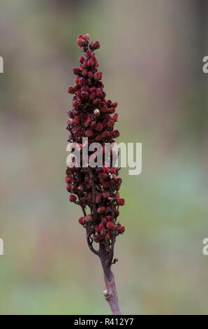 Sumac Rhus glabra, lisse, fruits Banque D'Images