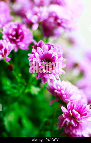 Chrysanthèmes rose, Soft Focus Banque D'Images