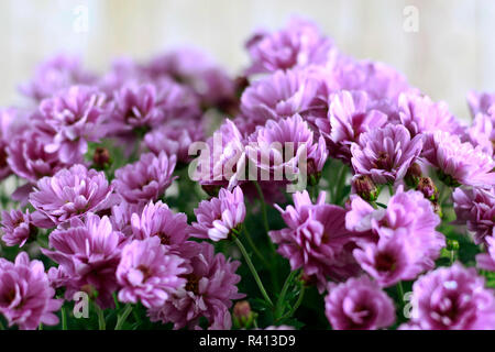 Chrysanthèmes rose, Soft Focus Banque D'Images