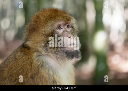 Singes de barbarie Banque D'Images