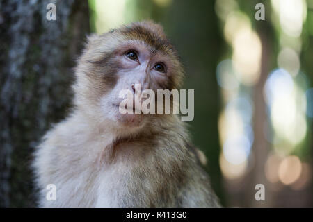 Singes de barbarie Banque D'Images