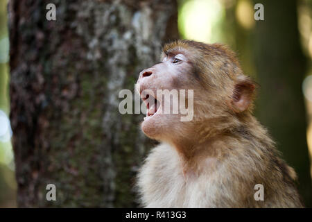 Singes de barbarie Banque D'Images