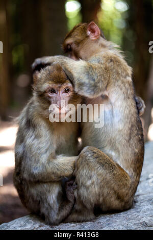 Singes de barbarie Banque D'Images