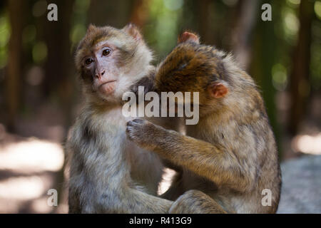 Singes de barbarie Banque D'Images