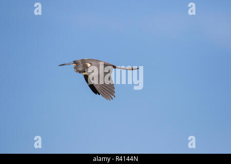 Aigrette tricolore (Egretta tricolor) flying Banque D'Images