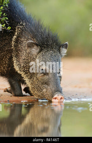 Pécari à collier (Tayassu tajacu, Javelina), des profils de boire, Sud du Texas, USA Banque D'Images