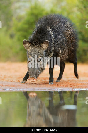 Pécari à collier (Tayassu tajacu, Javelina), des profils à bord des étangs du sud, Texas, États-Unis Banque D'Images