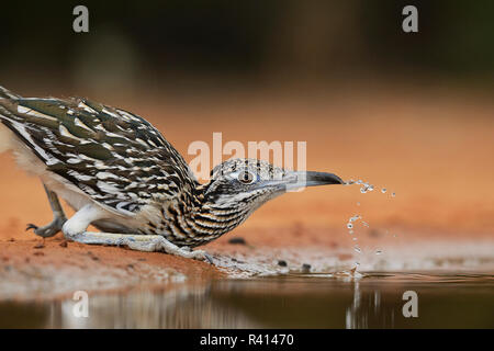 Plus de Roadrunner Geococcyx californianus) (adultes, boire, vallée du Rio Grande du Sud, Texas, États-Unis Banque D'Images