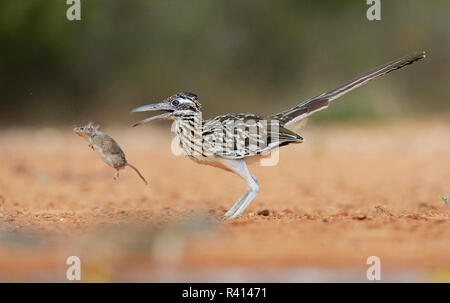 Plus de Roadrunner Geococcyx californianus), (avec la souris adultes proie, vallée du Rio Grande du Sud, Texas, États-Unis Banque D'Images