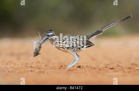 Plus de Roadrunner Geococcyx californianus), (avec la souris adultes proie, vallée du Rio Grande du Sud, Texas, États-Unis Banque D'Images