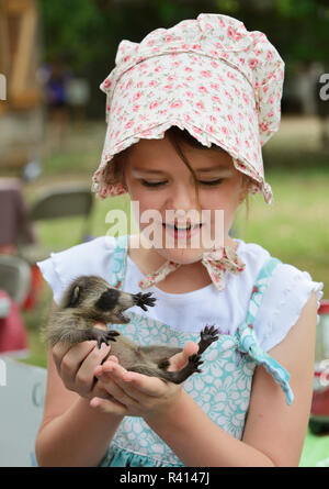 Raton laveur (Procyon lotor), young girl holding baby raton laveur, Texas, États-Unis Banque D'Images