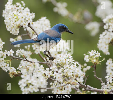 Western Scrub-Jay (Aphelocoma californica), adulte perché sur fleurs de prunier (Prunus mexicaine Mexicana, Hill Country, Texas, États-Unis Banque D'Images