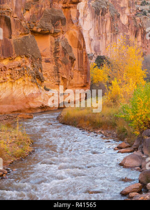 L'Utah, Capitol Reef National Park, arbres et rivière Fremont Cottonwood Banque D'Images