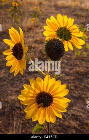 USA, Utah, Fillmore. Fleurs de tournesol (Helianthus annuus) Banque D'Images