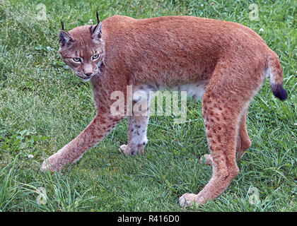 Lynx à jouer dans l'herbe Banque D'Images