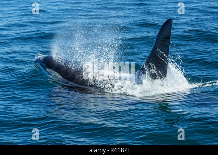 Grand mâle de pod d'orques résidentes (Orcinus orca) au détroit de Haro près de San Juan Island, Washington State, USA Banque D'Images