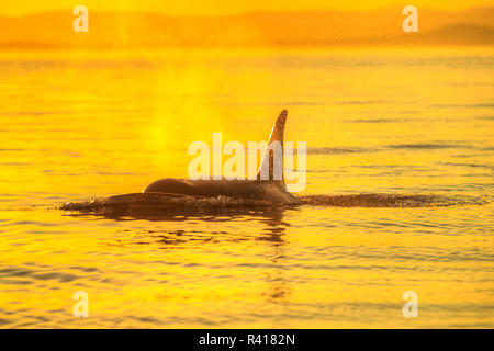 Grand mâle Orca au coucher du soleil à partir de la gousse d'Orques (Orcinus orca) au détroit de Haro près de San Juan Island, Washington State, USA Banque D'Images