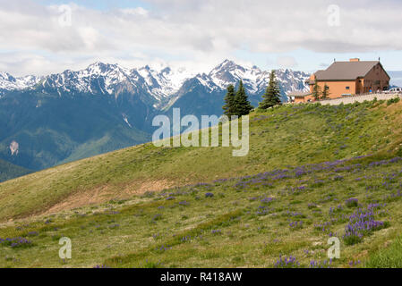 USA, l'État de Washington, l'Olympic National Park. Hurricane Ridge visitor center avec des fleurs sauvages et la neige a couvert la gamme Bailey Banque D'Images